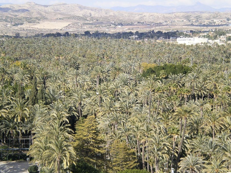 Palmeral of Elche