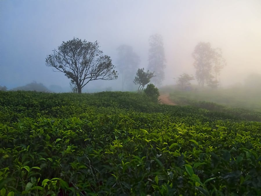 Sinharaja Forest Reserve