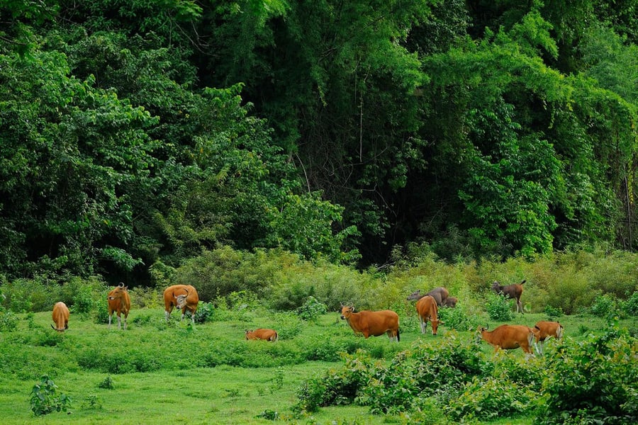 Thungyai-Huai Kha Khaeng Wildlife Sanctuaries