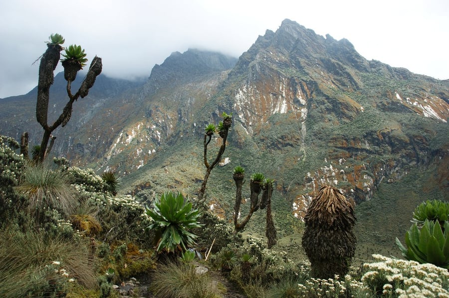 Rwenzori Mountains National Park