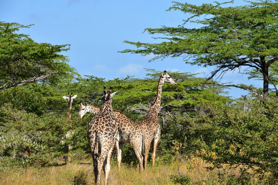 Selous Game Reserve