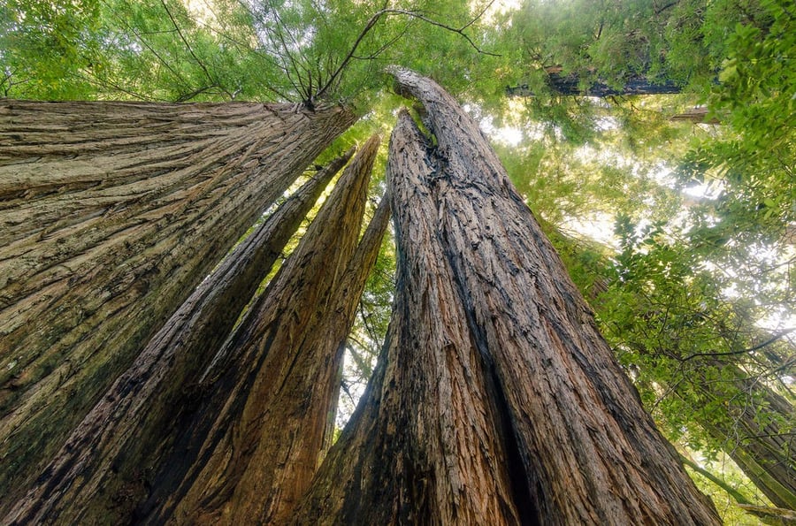 Redwood National and State Parks