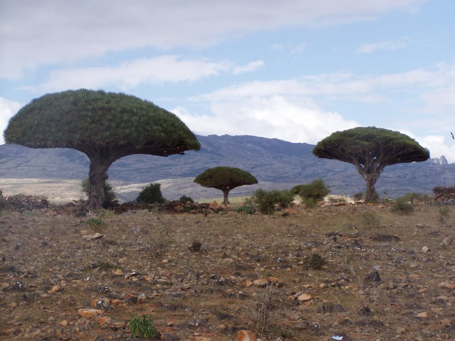 Socotra Archipelago