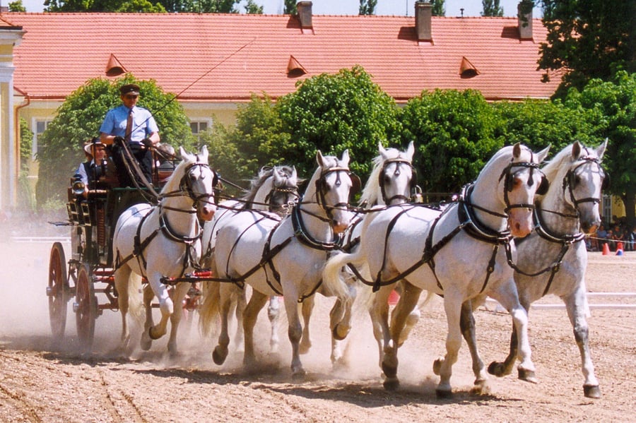 Landscape for Breeding and Training of Ceremonial Carriage Horses at Kladruby nad Labem