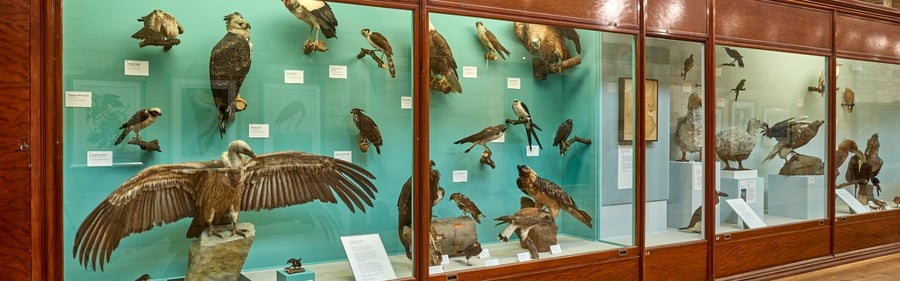 Natural History Museum, Cromwell Road, London, UK