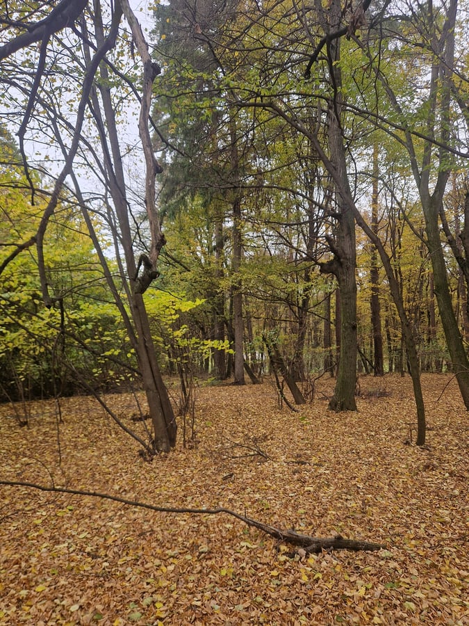 Přírodní památka Háj u Lipova