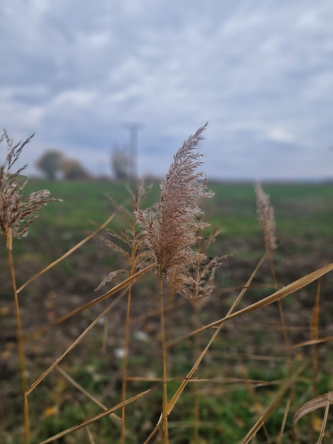 Přírodní památka Trkmanec - Rybníčky