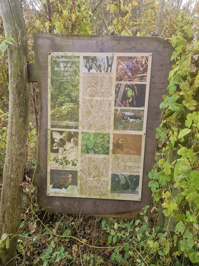 Přírodní památka Dolní mušovský luh