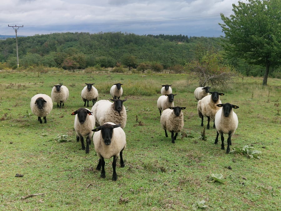 Přírodní památka Výrovické kopce