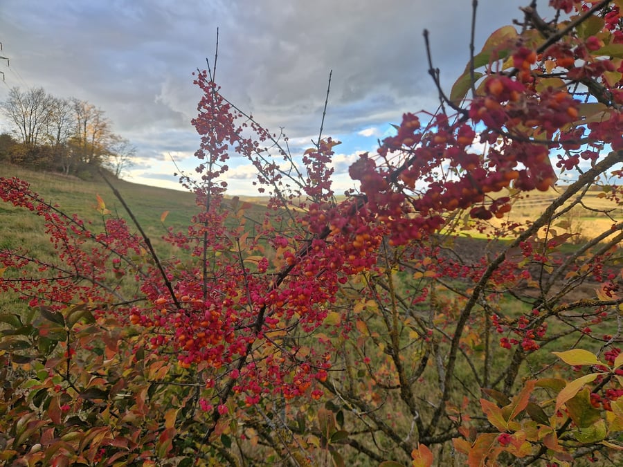 Přírodní památka Sovince