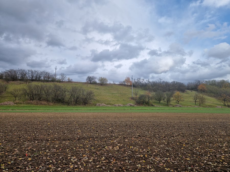 Přírodní rezervace Mušenice