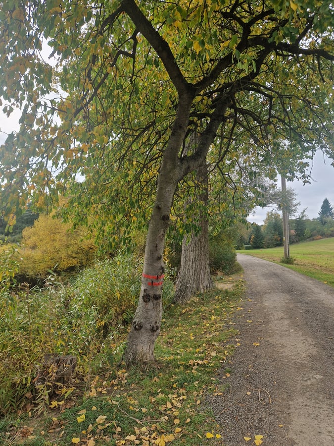 Přírodní památka Žebětínský rybník