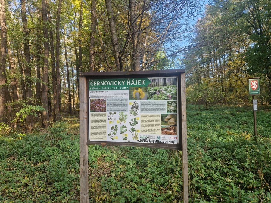 Přírodní rezervace Černovický hájek