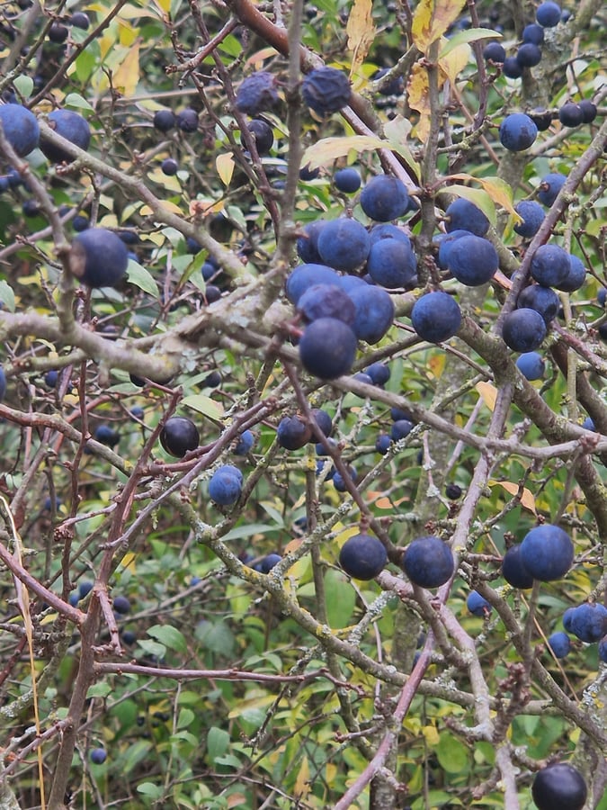 Přírodní památka Zlobice