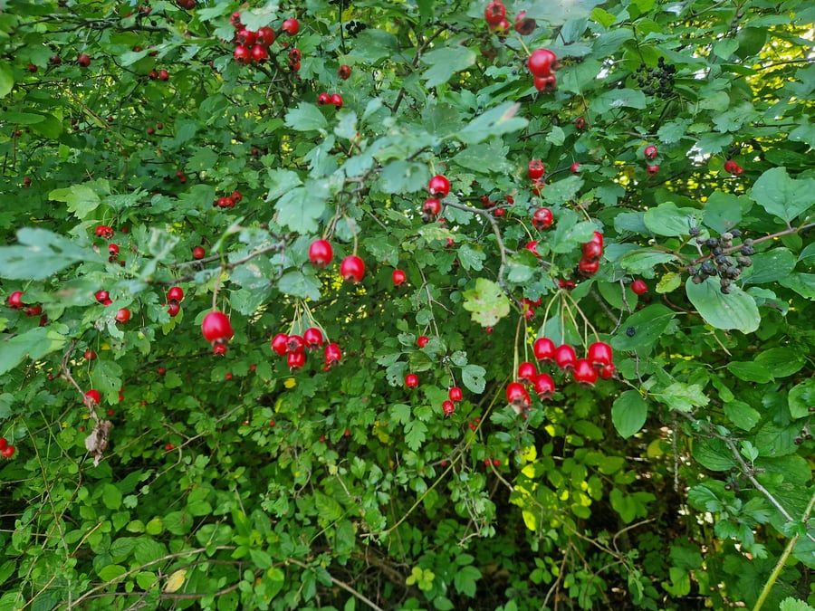 CHKO Železné Hory Maleč Hradiště