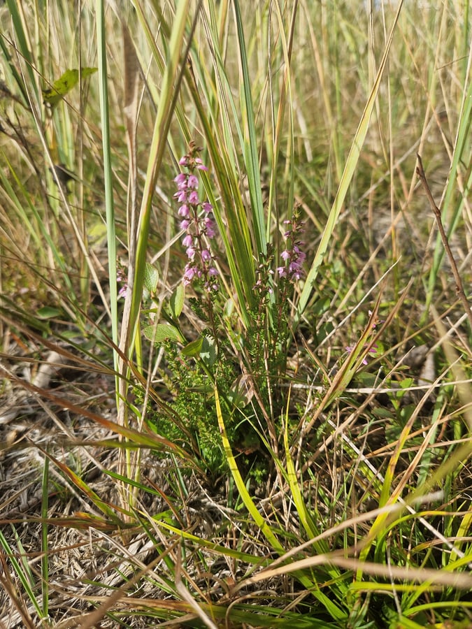 CHKO Žďárské vrchy Borová II