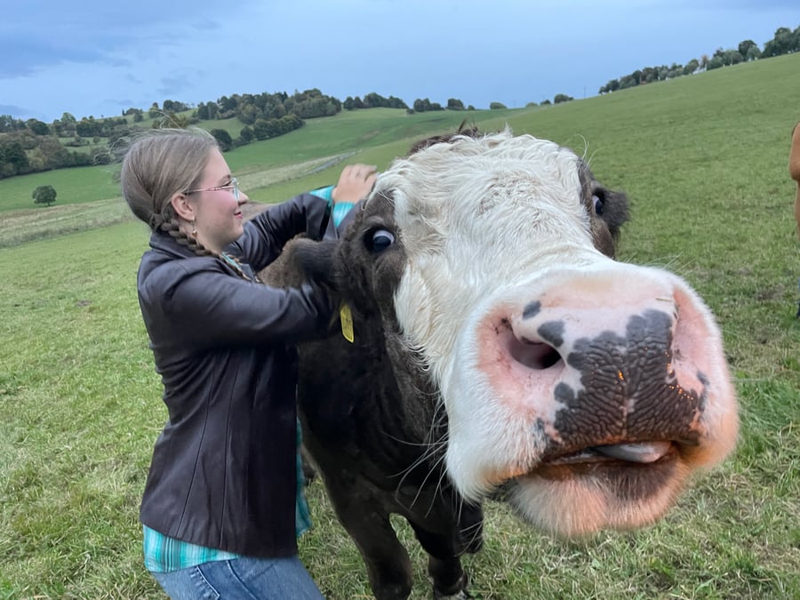 Farma BOVINE