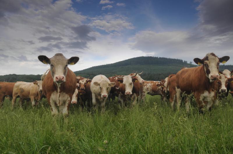 Farma Supíkovice (Agroprodukt Supíkovice spol. s.r.o.)