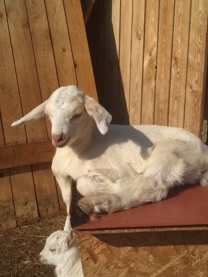 Kozí farma Na Jabloňce