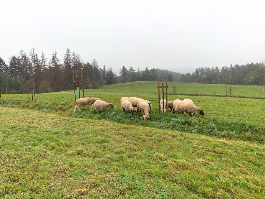 Farma Nýrov