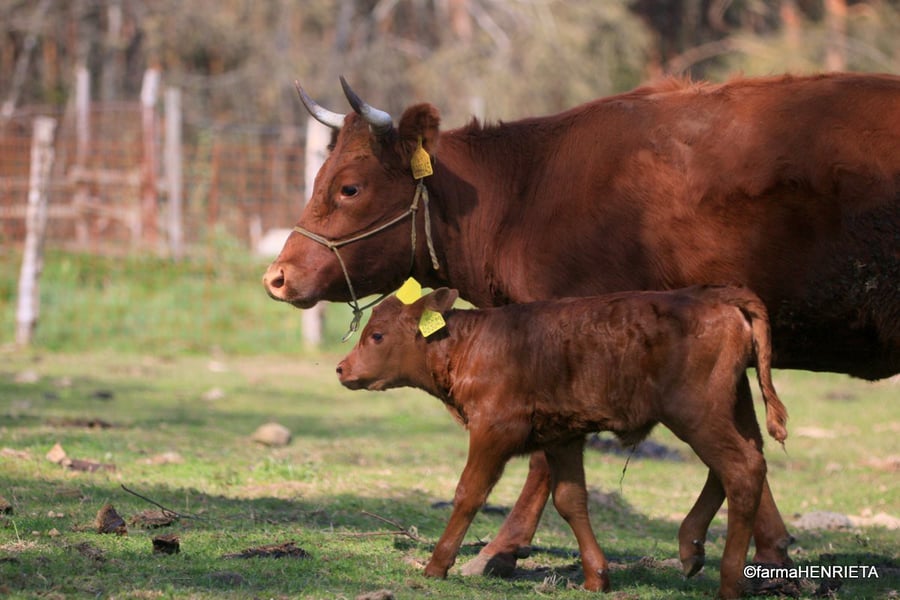 farma Henrieta
