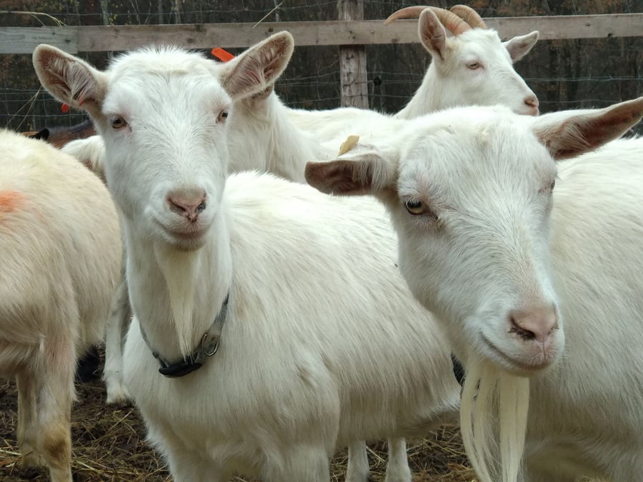farma Henrieta