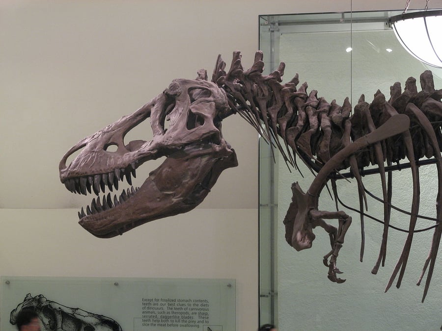 Mesalands Dinosaur Museum