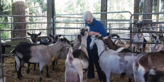 Ferns' Edge Goat Dairy