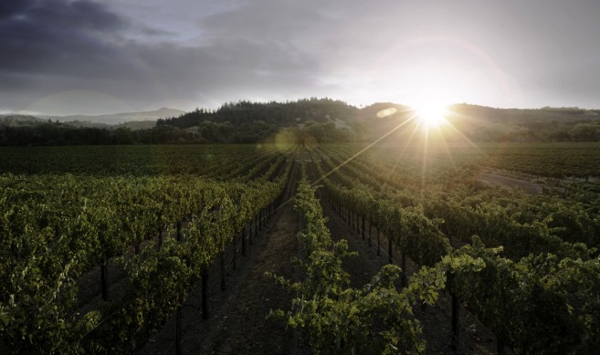 Kenwood Vineyards
