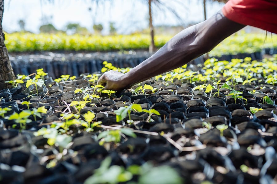 Forestmatic: Global high-tech transparent tree planting & monitoring