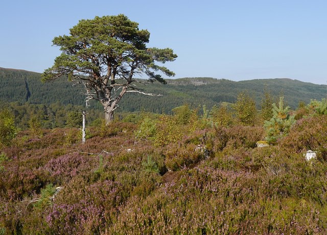 Glen Affric