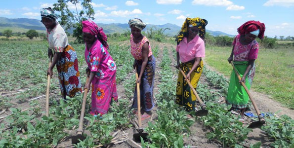 Agricultural Development and Value Chain Enhancement Activity (ADVANCE)