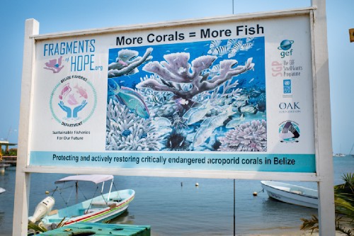 Belize's Coral Reef