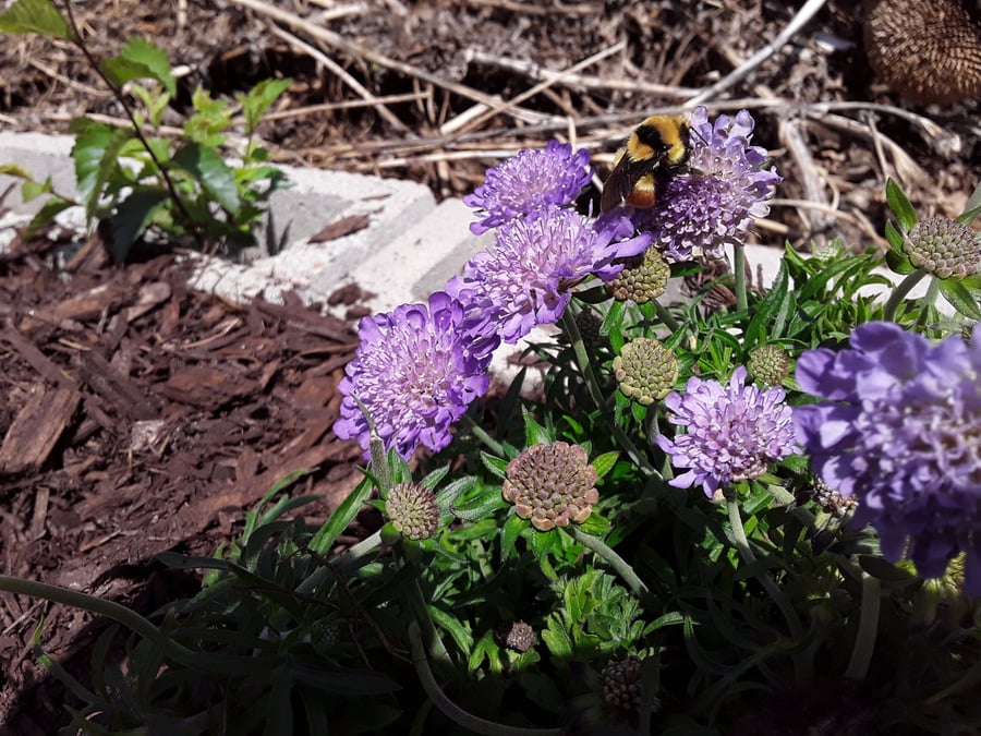 No/Low Carbon Emissions Lawn and Garden