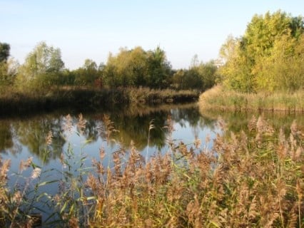 Conservation volunteering with Bedfont Lakes Conservation Volunteers (BLCV)