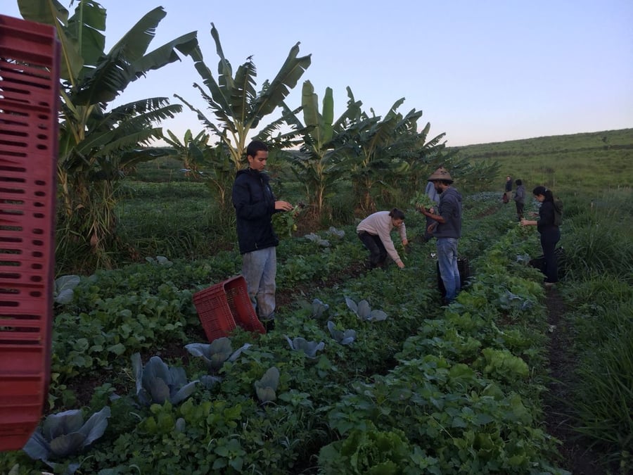 Fazenda Malabar Orgânica