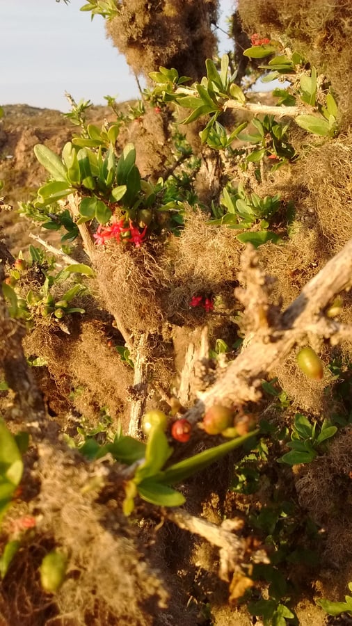 Conservation of native flora