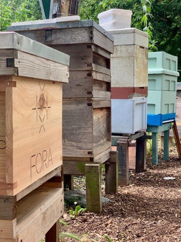 Increasing the Urban Bee population