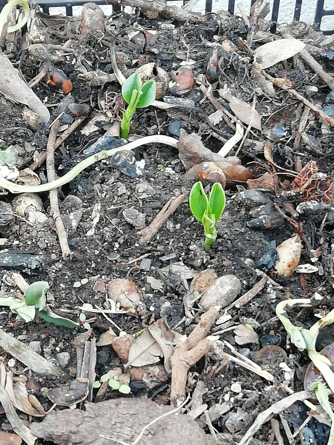 Making compost!