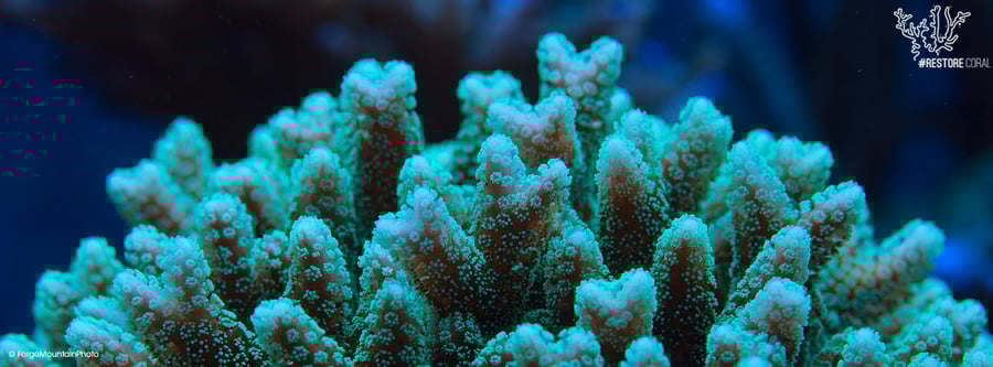 Restore Coral @ Tulum