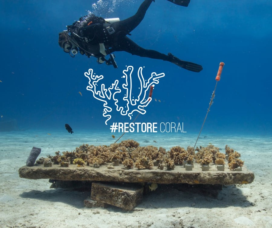 Restore Coral @ Cozumel