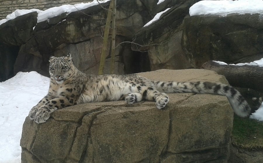 Buffalo Zoo's wildlife conservation program