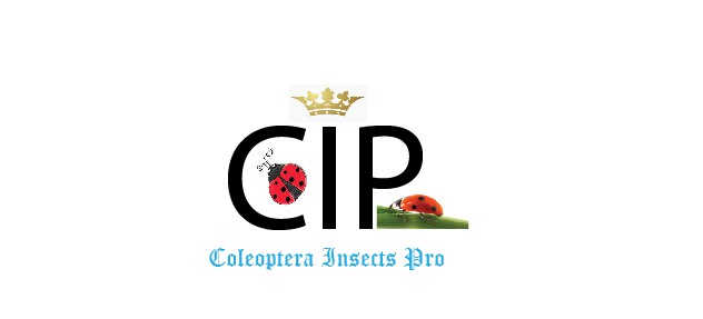Insect breeding : coleoptera insects pro