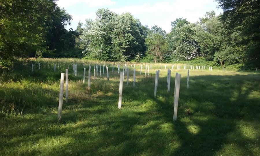 Roots for Rivers Flood Plain Reforestation