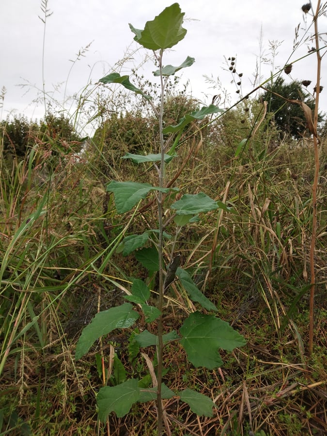 Plant trees