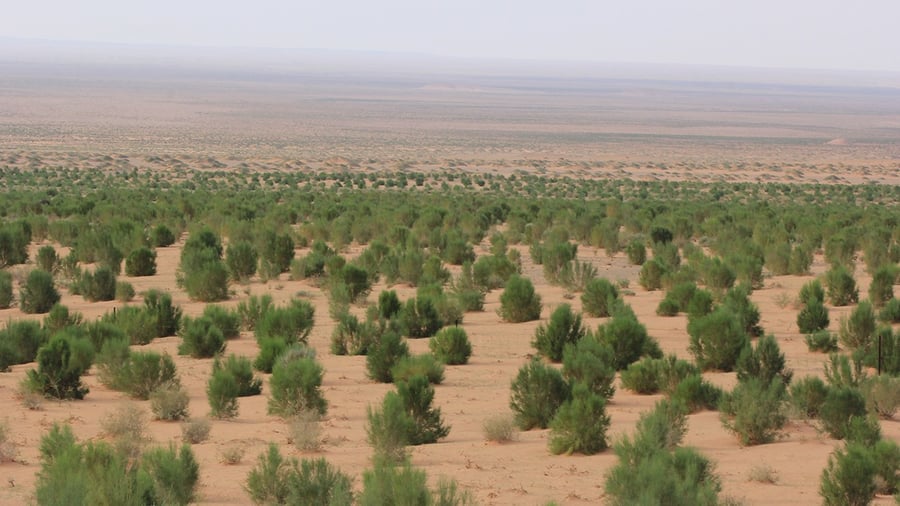一亿棵梭梭 (100 Million Hawthorn)