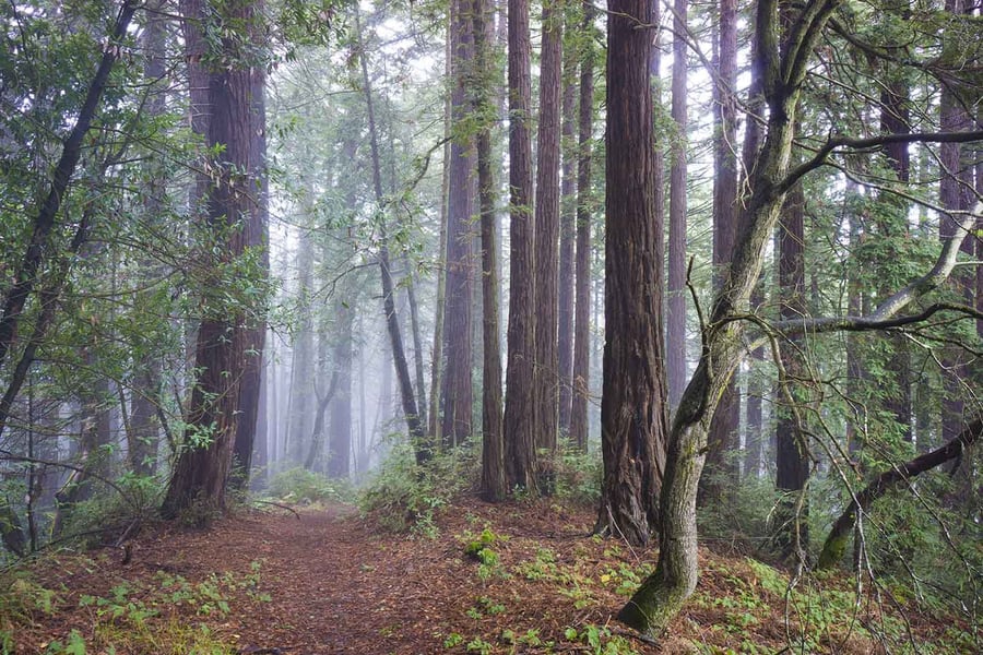 East Bay Regional Parks