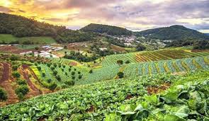 Shop Locally for the food I consume.  Support Local farmers and help sustain our environment.