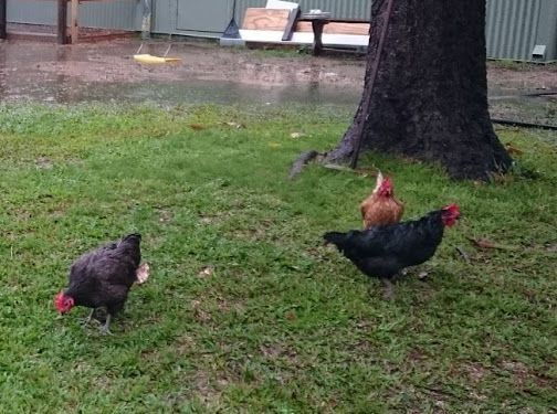 Keep backyard chooks