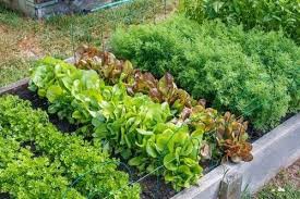 Community garden or home veggie patch